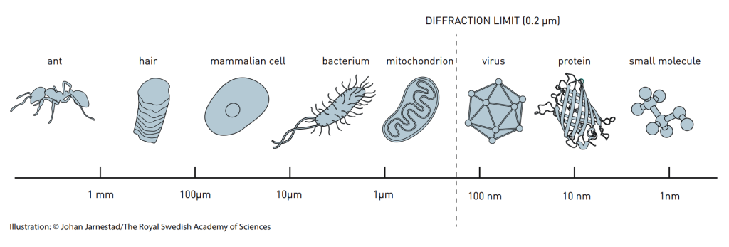 Sizes of small things, from ant to molecule