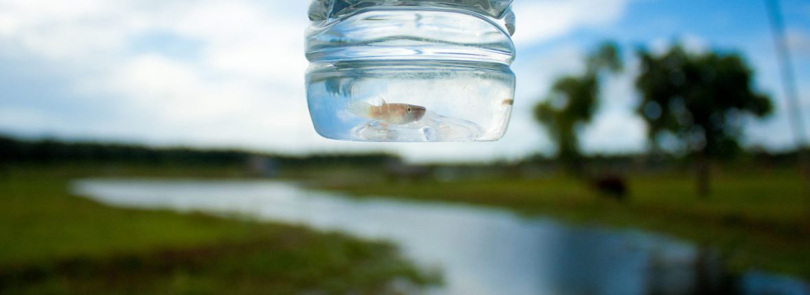 Nanoparticle-based Sensors For Water Quality Monitoring