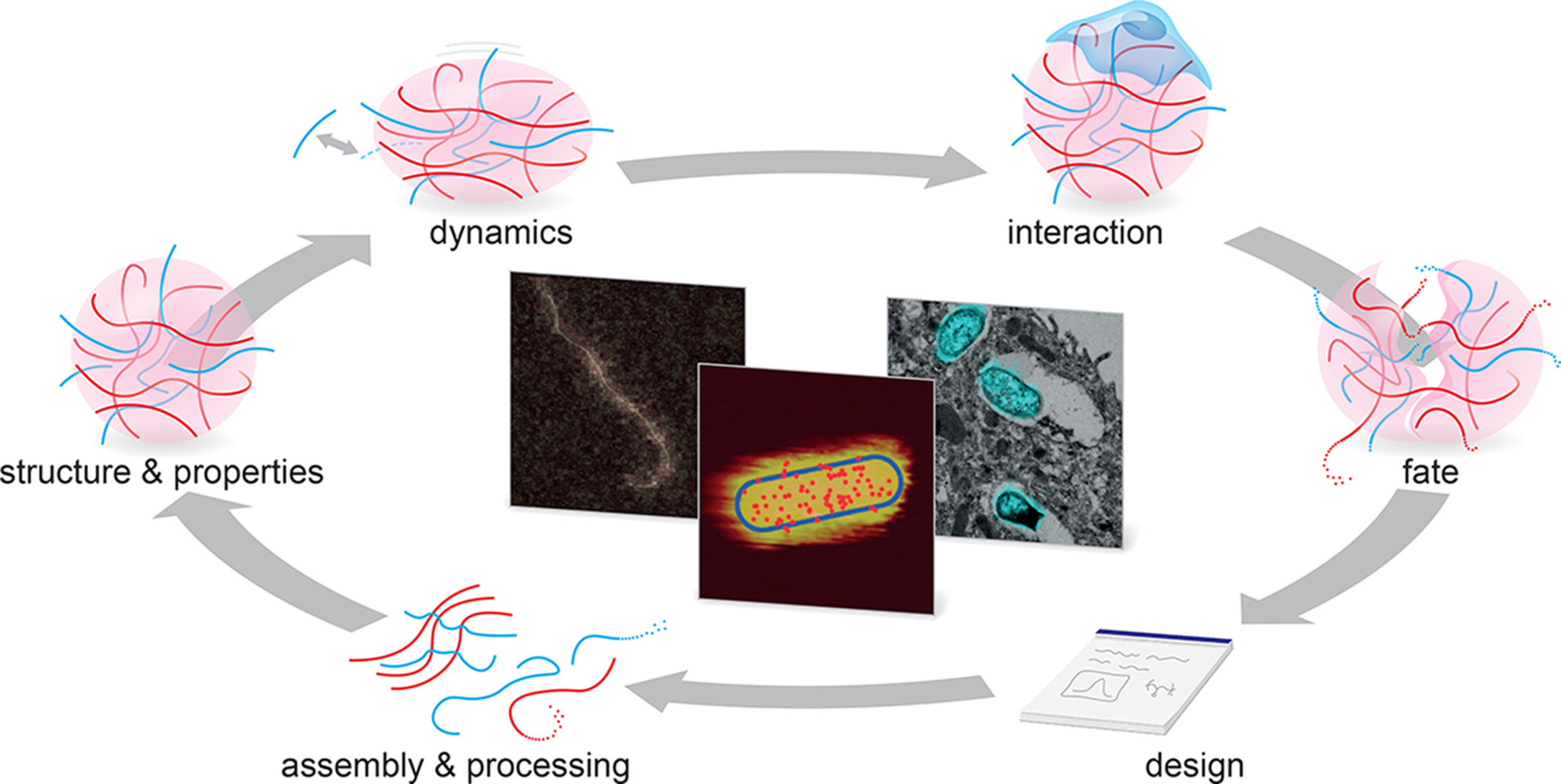Steps in the life cycle of polymeric materials that correlative microscopy can contribute to study and understand