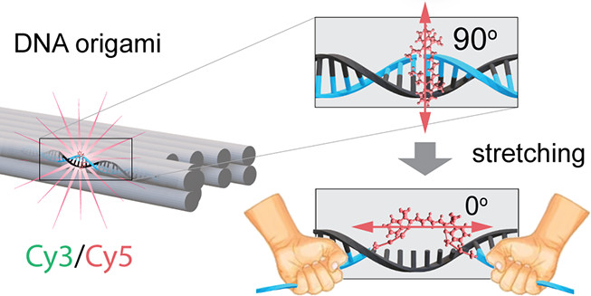 Paper: DNA Self-Assembly Of Single Molecules With Deterministic Position And Orientation