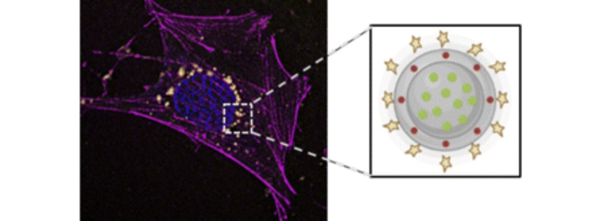 Paper: Dual-color Core–shell Silica Nanosystems For Advanced Super-resolution Biomedical Imaging